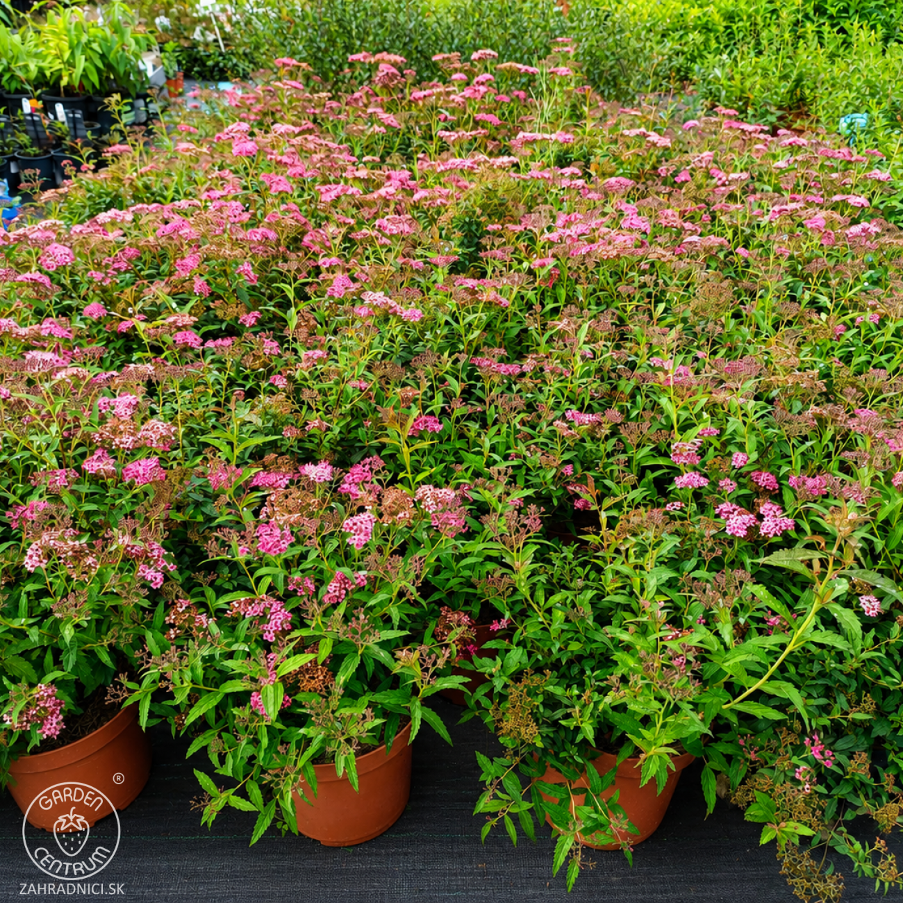Obrázok Tavoľník japonský (Spiraea japonica) ´NEON FLASH´ - výška 30-40 cm, kont. C3L
